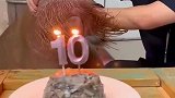 海象过生日，网友这么厚的嘴唇，肯定很重情义