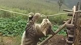 狸花猫：没想到，我有一天会为了吃做到这份上