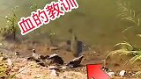 这鸟就是嘚瑟，你以为鱼不敢吃你