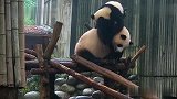 熊猫宝宝：您的专业按摩师已上线！