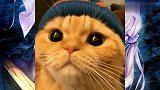 萌宠系列说好的猫片来啦,看看各自喵星人的搞怪操作吧