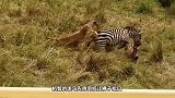 小斑马独自离开，怎料被一群鬣狗发现了，这下惨了！