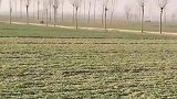 小黑在草地肆意狂奔，把小白撞得嗷嗷叫