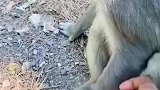 男子偷偷抓住猴子的手，给猴子吓一跳