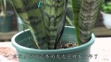 3个方面是虎皮兰生长的要素，缺了一个都不能满足生长需求