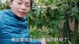 东北农村腌酸菜水煮上脚踩，一家腌一个味，这腌法家过吗