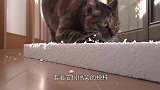 主人扮演大猫吓唬猫咪，猫咪直接炸毛了，镜头拍下全过程