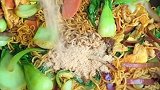 方便面这样做太好吃了