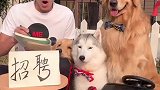 小伙出难题应聘，看蛋黄怎么机智应对的，结果令人出乎意料