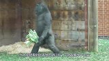 猫咪看到一旁招财猫，忍不住学了起来，接下来请憋住别笑！