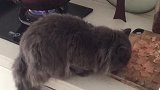 这只猫是活腻了