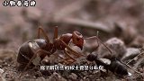 世界上最无私的蚂蚁：忍受痛苦将肚皮撑大，一生中只奉献种群