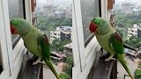 奇葩！鹦鹉离家出走后反悔 站窗外不停地叫“妈妈”