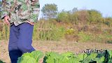 农村寡妇偷白菜成瘾，没想小伙伪装成稻草人，活捉寡妇，太有才了