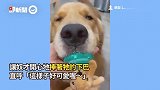 勾锥阿金吸奶嘴！尾巴兴奋狂摇 销魂表情电晕1千粉：直接抱紧