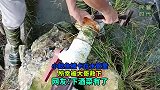 小鲶鱼被卡在水管里，所幸被大哥救下