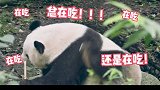 来陕西佛坪体验一下熊猫的快乐星球吧！