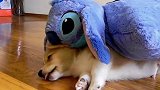 【宠物星球】早睡早起身体好 狗狗的睡眠也是这样的吗？