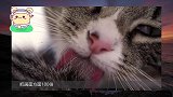猫为何不怕鱼刺？把画面放慢100倍，发现了它的小窍门！