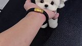 宠儿多的萌宠