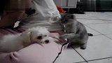 [搞笑]一只猫与一只狗的故事小初