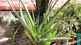 家有芦荟，试试我这几招，叶片越养越肥胖