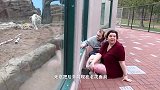 老虎想要偷袭饲养员：我就站在你面前，你看我几分像从前？