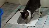 猫：给我尝一口，立刻马上