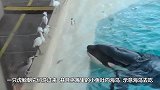 三只海豚为了将鱼儿喂给海鸟也太奋不顾身了  竟然全部冲上了岸