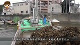 韩国人吃生蚝，直接蘸酱料生吃，一口一个真过瘾！