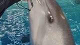 抖到蓬莱八仙过海 身临其境感受 小海豚的热情