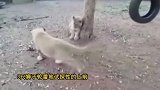 真是给狮子丢脸了三只幼狮竟然斗不过一只小狗狗