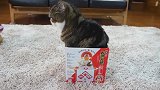 一只喜欢钻箱子猫咪，网友：你考虑过箱子的感受吗