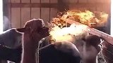 神奇，这个角度的羊驼，好像一直喷火的神兽