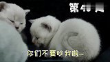 记录猫咪刚出生100天的变化，一分钟看完小奶猫成长记