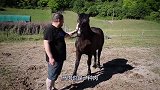 马肉也是一种肉，为什么中国人不吃？说出来你都不敢相信
