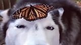 蝴蝶停留在狗子的脸上，两者相处竟非常和谐，这一幕太暖心！