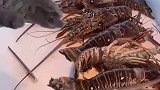 就这么几只龙虾，给三太子抽抽龙筋