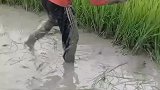 不管多么忙，田间地头抖一抖