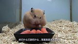 仓鼠接过主人给的辣椒，狼吞虎咽，仓鼠：整个鼠都不好了！