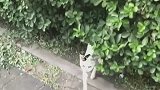 如何成功把流浪猫带回家，接上一条视频