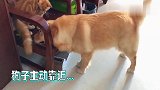 大金毛当着猫咪的面吃它的零食，猫咪很生气，后果相当严重