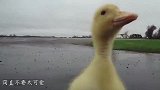 鸭子也会抖肩？网友：怕不是主人想将它煮了？