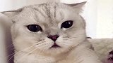 女主说猫咪是老娘们，猫咪气的和女主打了起来，猫咪：说谁老呢？