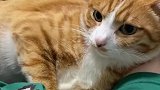 非著名双标橘猫表演现场