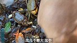 大山小溪里面抓的螃蟹，用菜籽油炸得嘎嘣脆，一道农村的下酒神器
