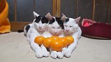 在猫咪手上叠高高，这技术也是没谁了