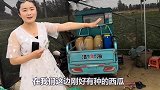 小晨去地里买西瓜，嫂子为啥不卖给她？这嫂子真实在