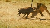 “最勇敢”的疣猪，单枪匹马大战狮子，把狮子打得屁滚尿流！
