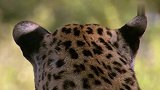 动物世界：猎豹真是一只欺软怕硬的家伙！